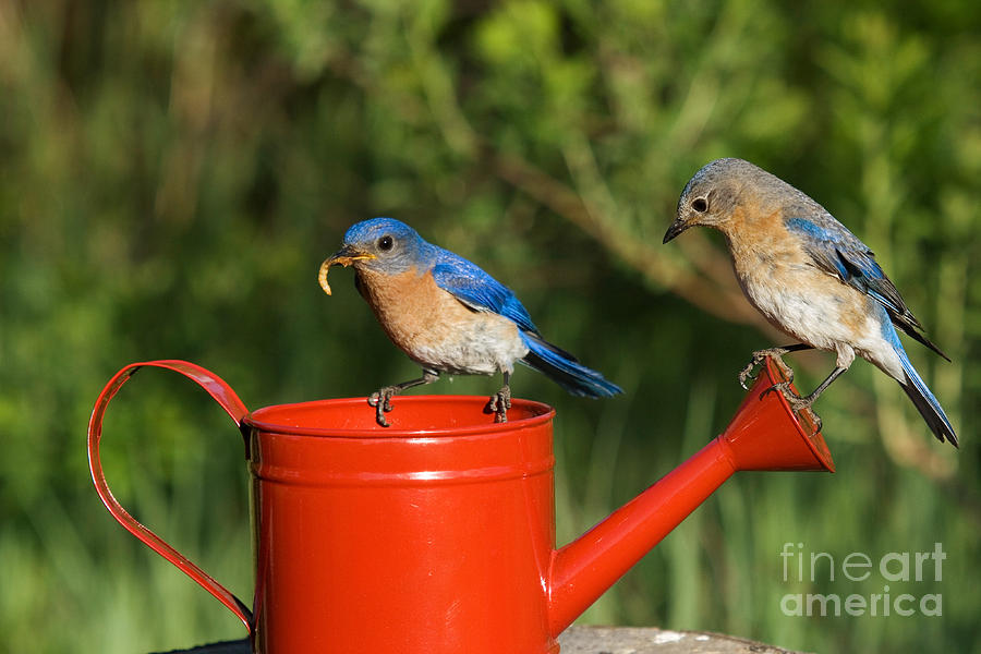 Pair Of Eastern Bluebirds Photograph by Linda Freshwaters Arndt