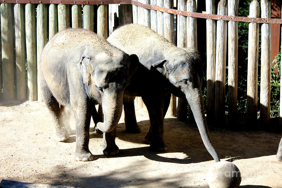 Pair of Elephants Throwing Dirt Photograph by Kathy  White