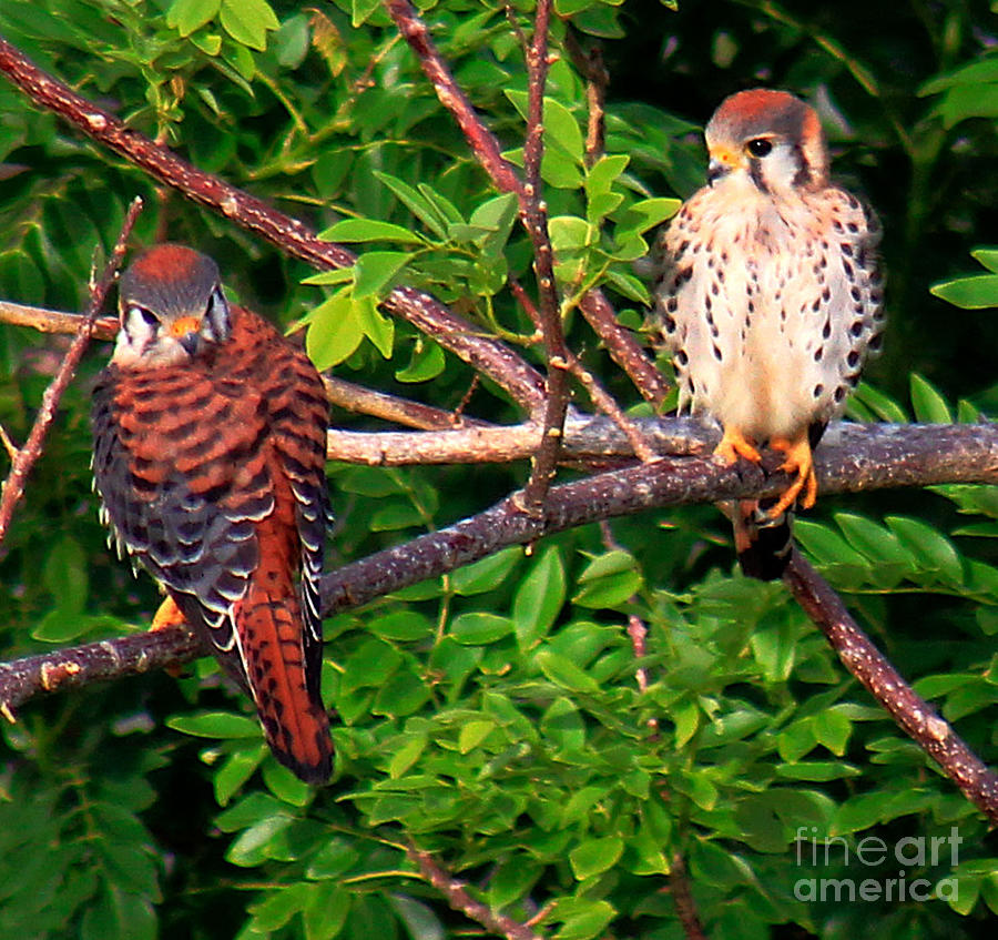 Caribbean Falcons Photograph by Alice Terrill