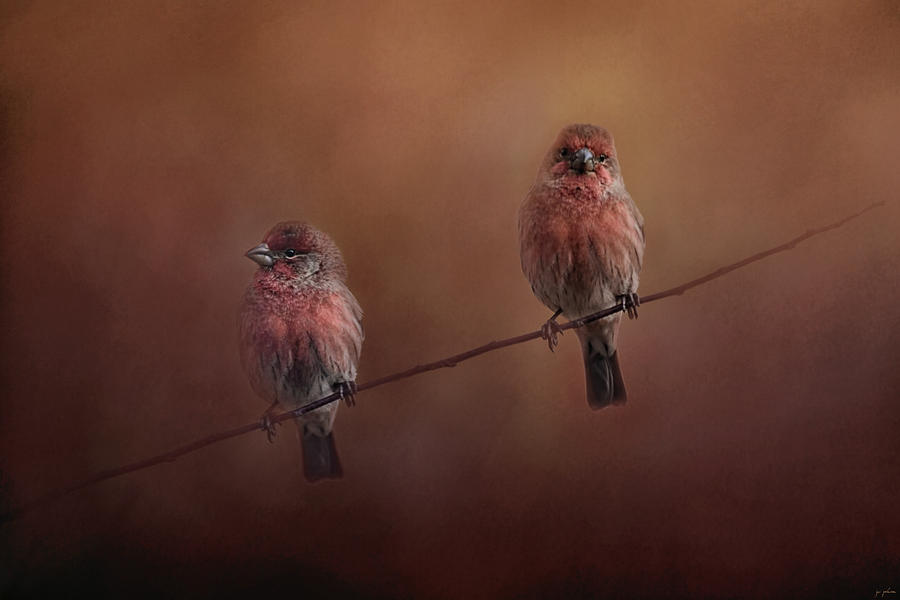 Bird Photograph - Pair of Finches by Jai Johnson