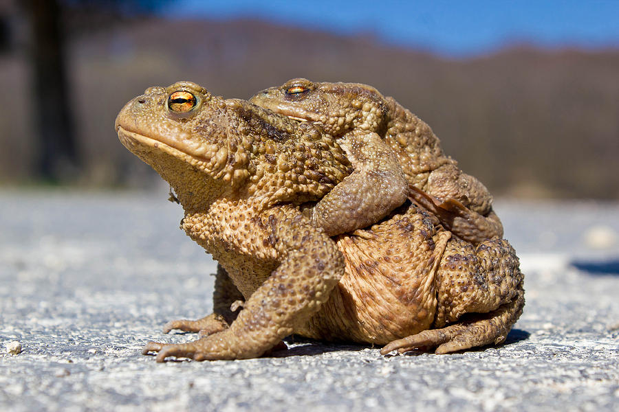 Pair of Frogs in the nature Photograph by Brch Photography
