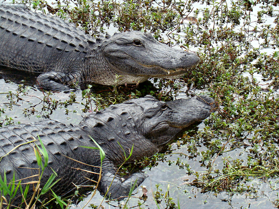 Pair of Gators Photograph by Eva Kato - Fine Art America