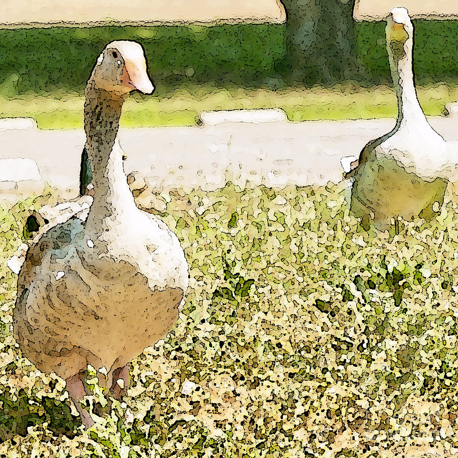 Pair of Geese Photograph by Artist and Photographer Laura Wrede