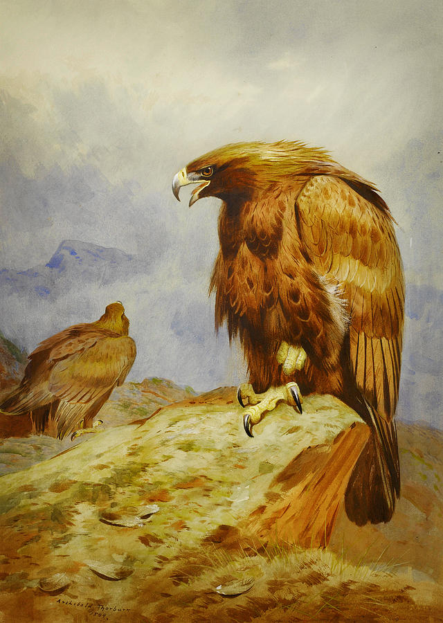 Archibald Thorburn Painting - Pair of Golden Eagles by Celestial Images