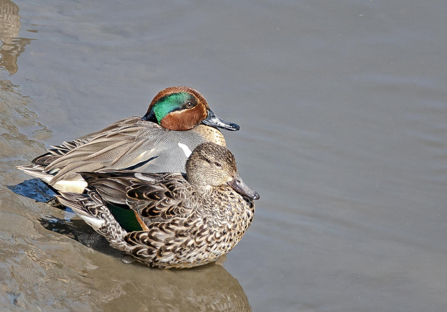Pair of Green Wing Teal Photograph by Betty Depee