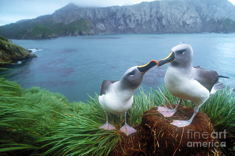 Pair Of Grey-headed Albatross Photograph by Art Wolfe