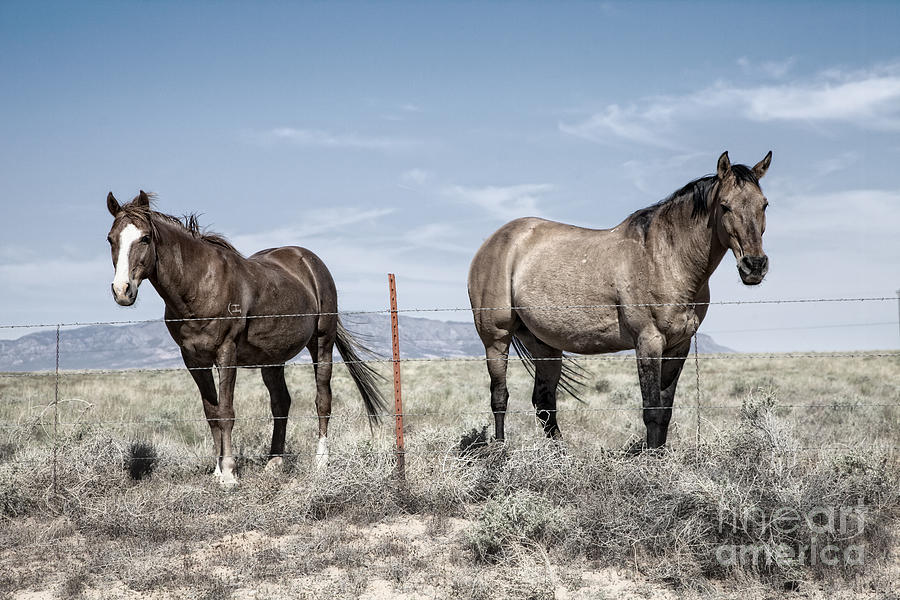 Pair Of Horses Desat Photograph by Timothy Hacker