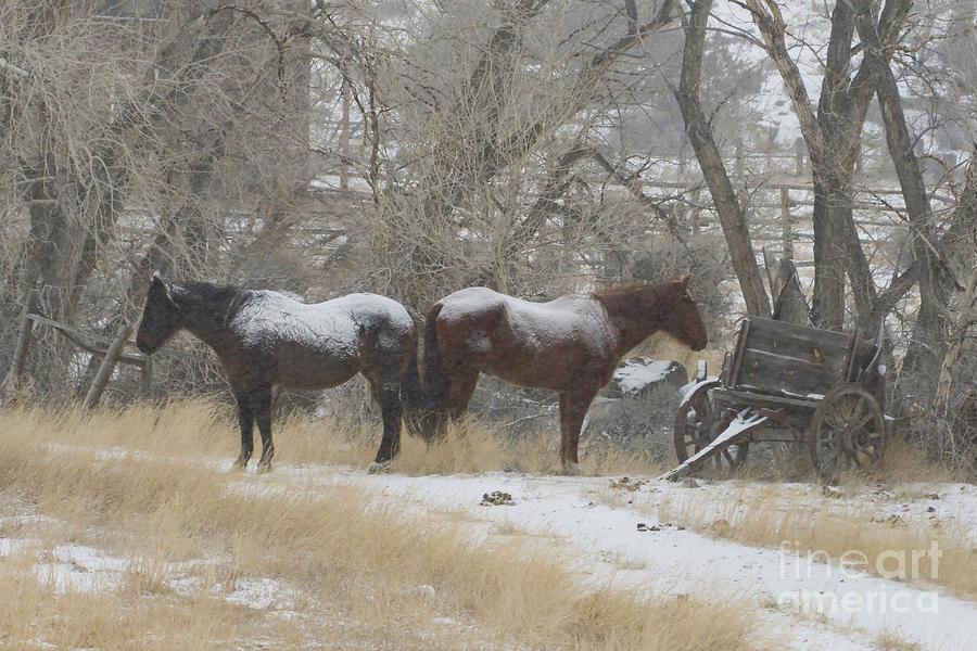 Winter Photograph - Pair of Horses in a Snow Storm   #0559 by J L Woody Wooden
