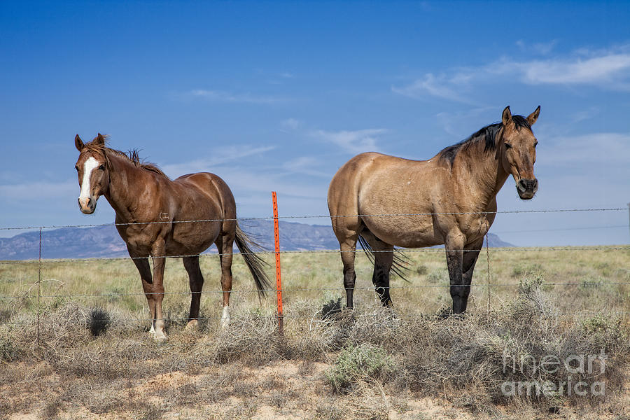 Pair Of Horses Photograph by Timothy Hacker