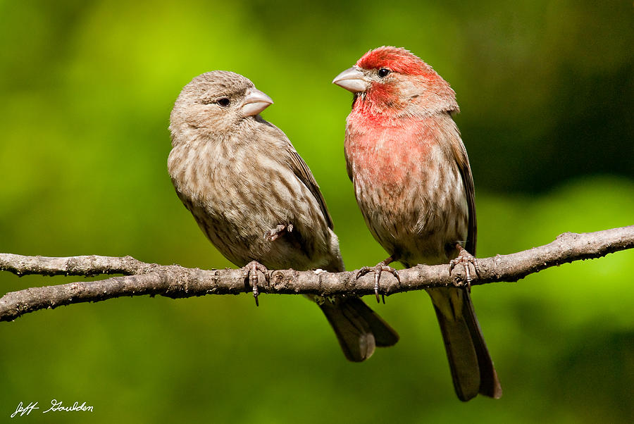 Pair of House Finches in a Tree Photograph by Jeff Goulden