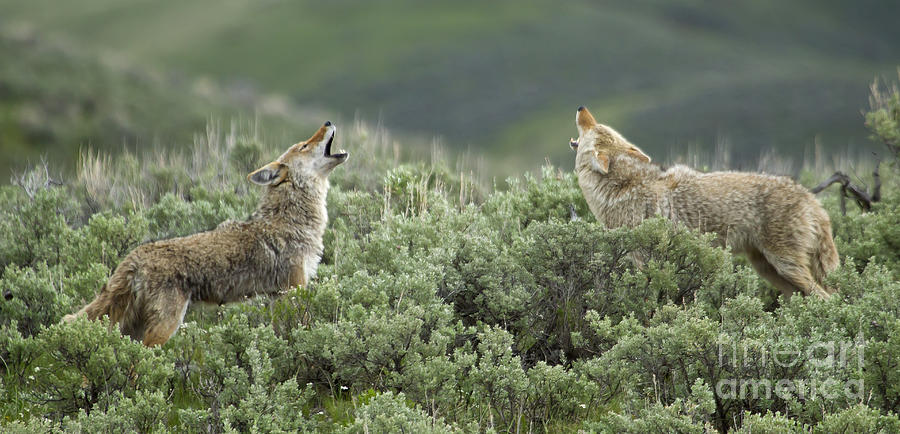 Pair Of Howling Coyotes   # Photograph by J L Woody Wooden