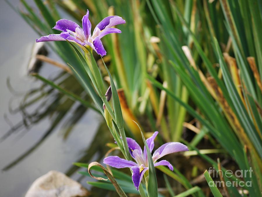 Iris Flowers Photograph - Pair of Iris by Kenna Hillman