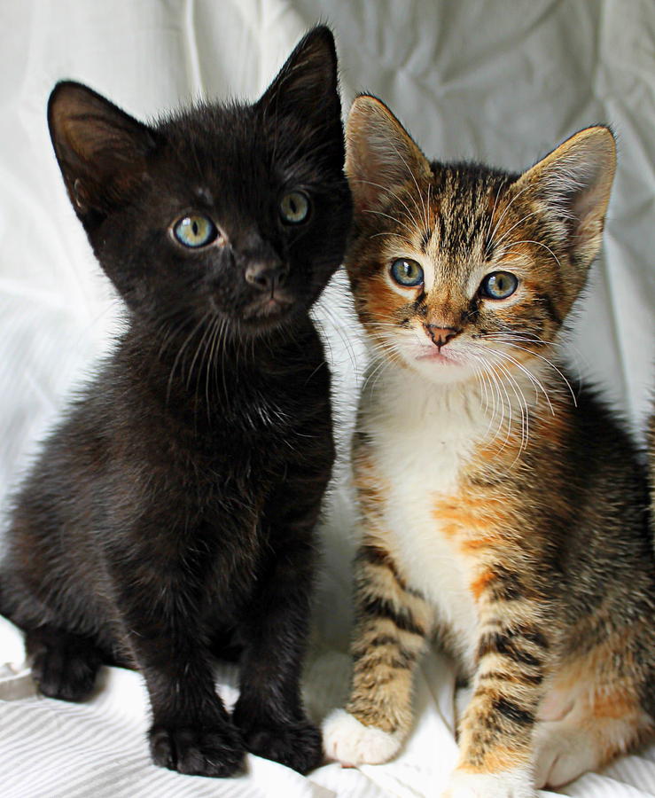 Pair of hot sale kittens