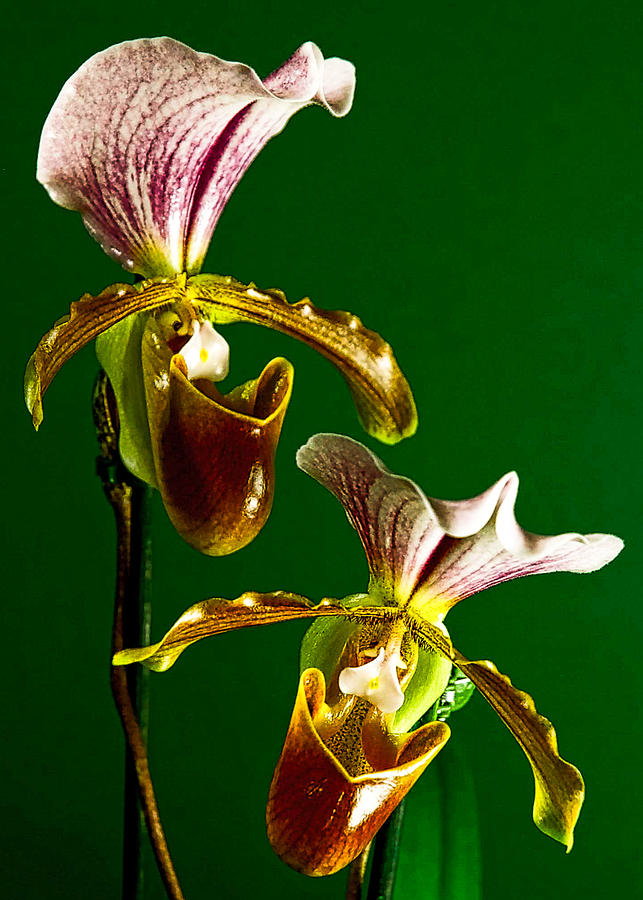 Pair of Lady Slipper Orchids Photograph by Elf EVANS
