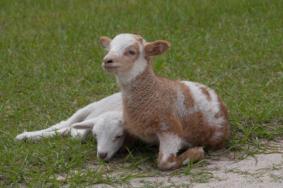 Sheep Photograph - Pair of lambs by Richard Baker