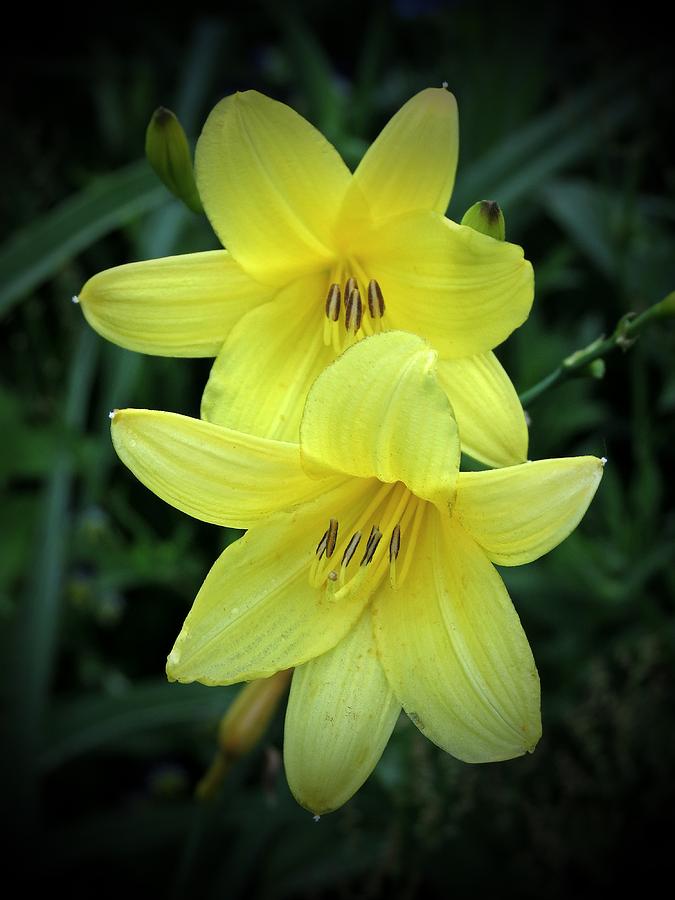 Spring Photograph - Pair of Lemon Lilies by MTBobbins Photography