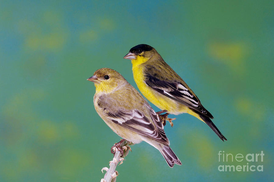 Pair Of Lesser Goldfinches Photograph by Anthony Mercieca