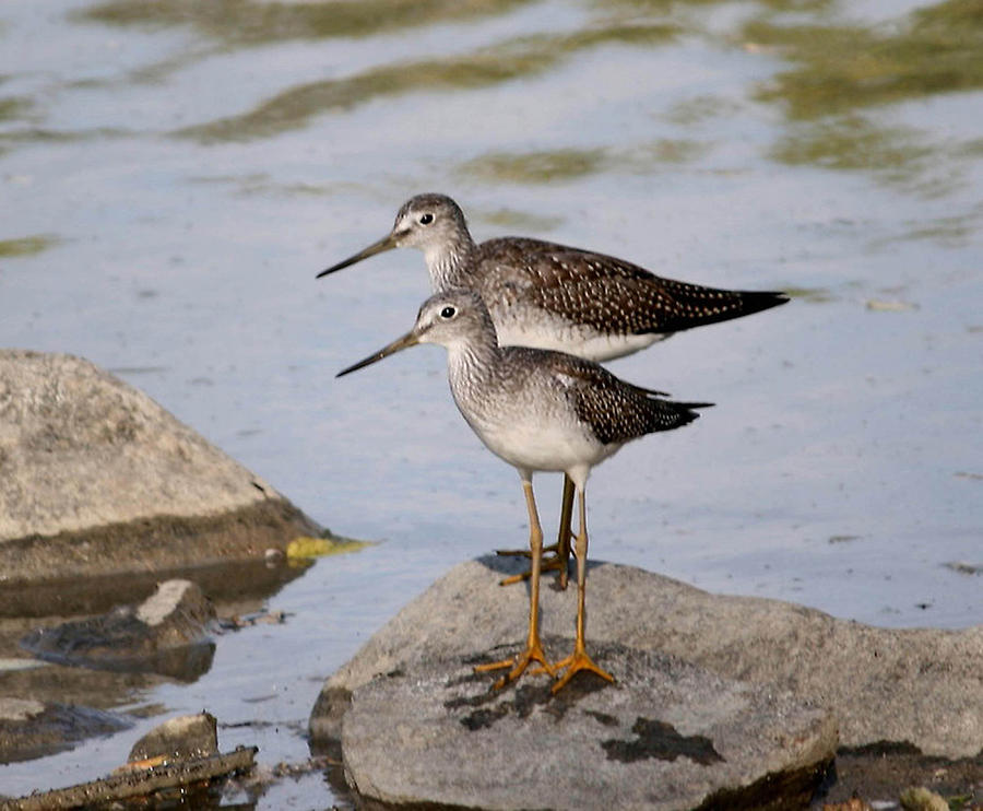 Pair of Lesser Yellowlegs Photograph by Larry Trupp