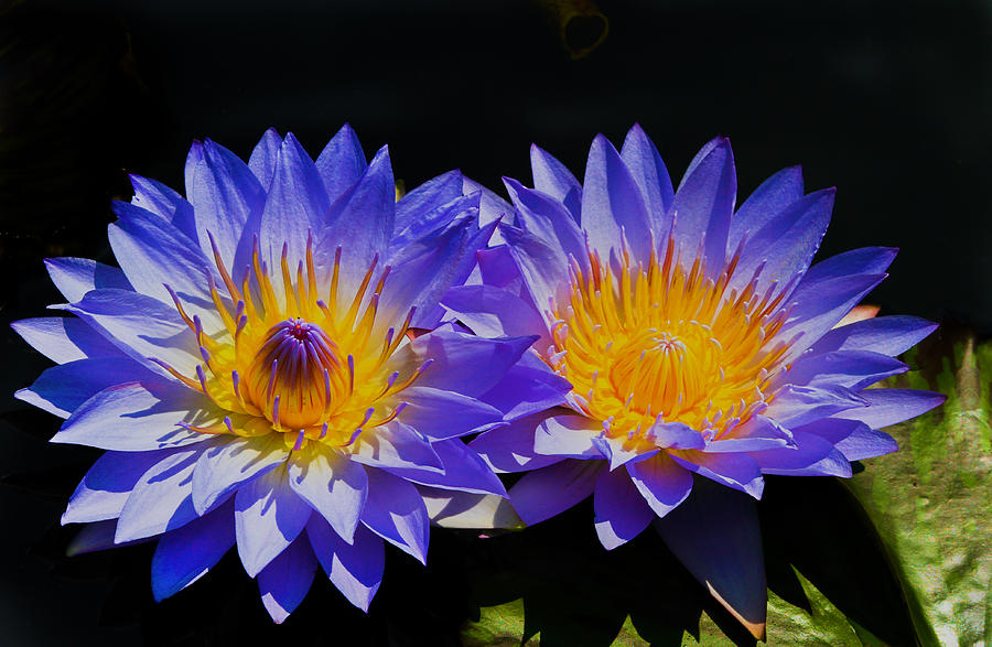 Pair of Lilies Photograph by Roger Becker