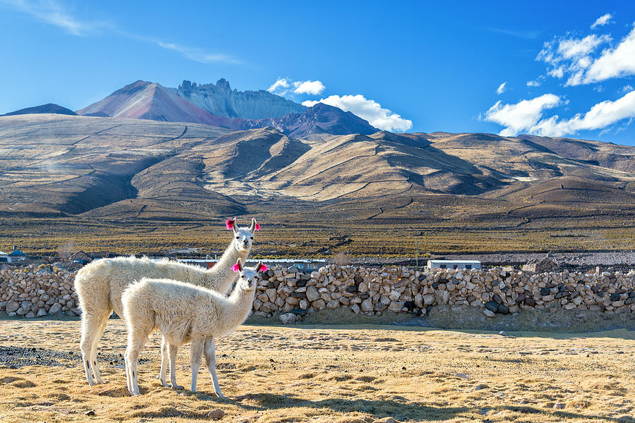 Pair Of Llamas Photograph