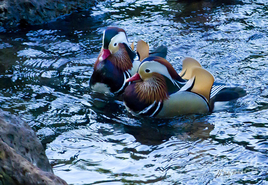 Pair Of Male Mandarin Duck-Signed-#8236 Photograph by J L Woody Wooden