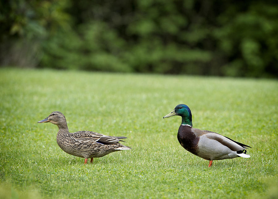 Pair of Mallard Ducks Photograph by Paul W Sharpe Aka Wizard of Wonders