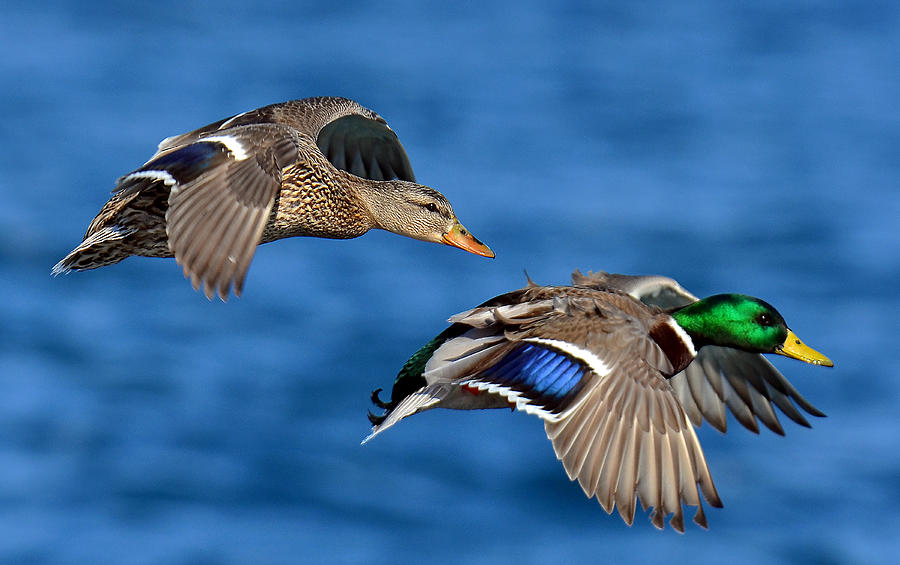 Pair of Mallards in Flight Photograph by Rodney Campbell