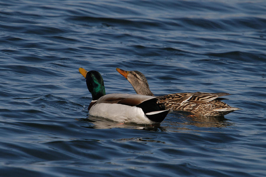 PAIR OF MALLARDS -TIMING TOGETHER No.1 Photograph by Janice Adomeit