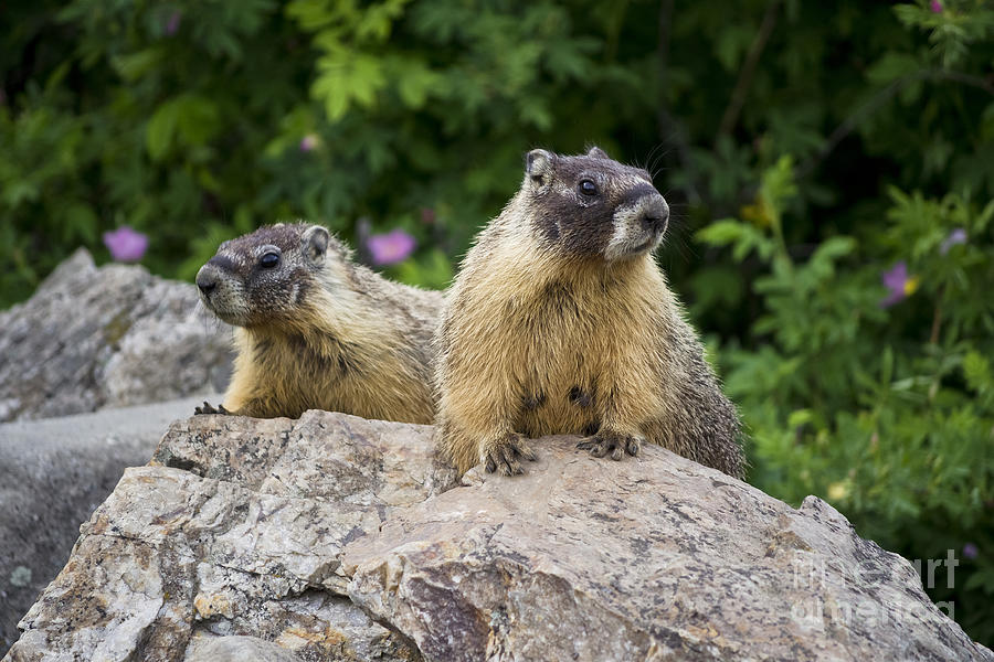 Pair of Marmots Photograph by Maria Janicki