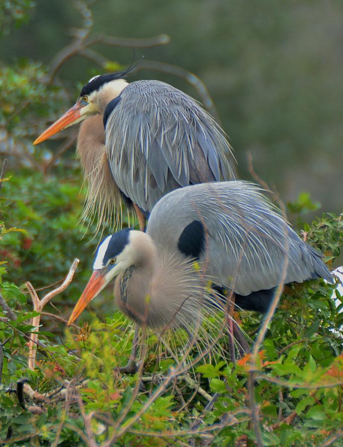 Pair of Mated Blue Herons Photograph by Don Columbus - Fine Art America