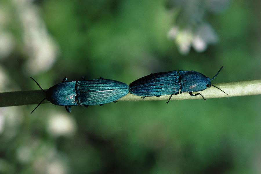 Wildlife Photograph - Pair Of Mating Click Beetles by Dr Morley Read/science Photo Library