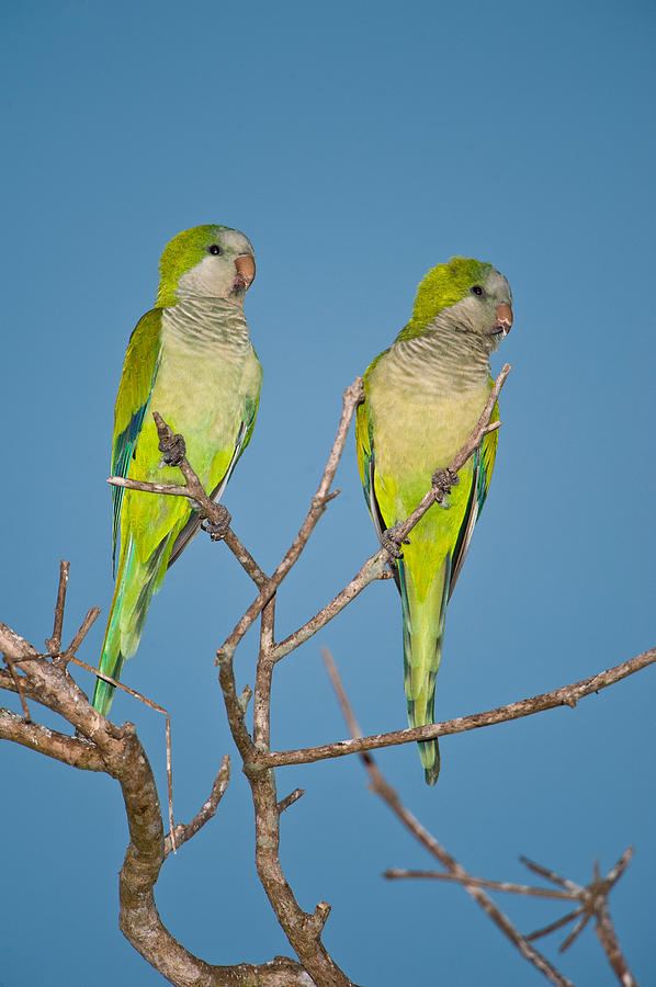 Nature Photograph - Pair Of Monk Parakeets Myiopsitta by Panoramic Images