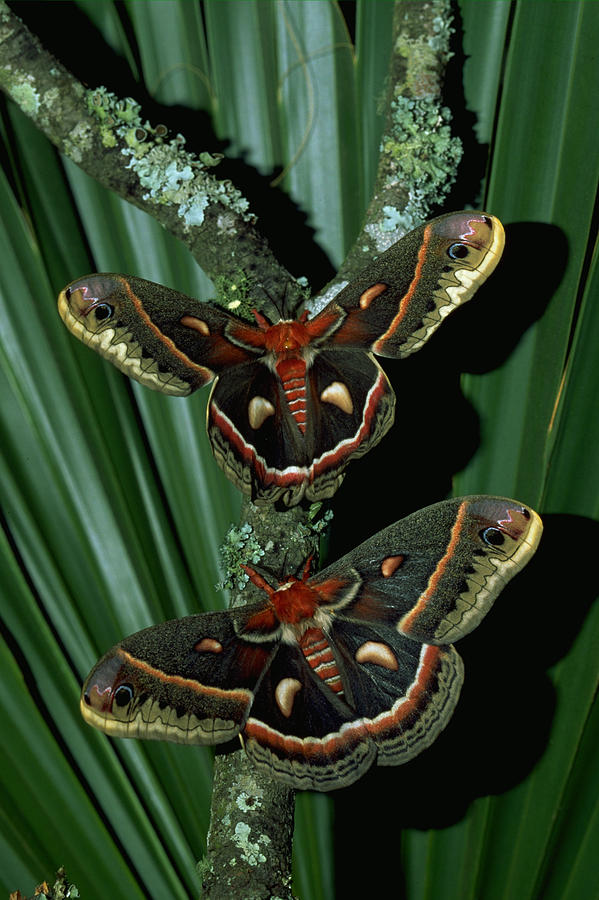 Insects Photograph - Pair Of Moths by Millard H. Sharp