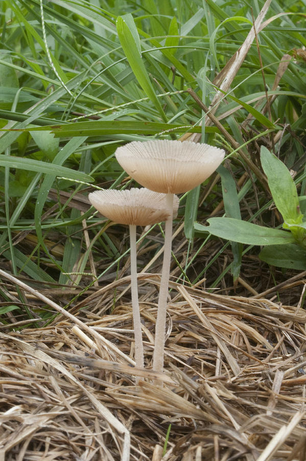 Pair of Mushrooms Photograph by Robert Camp