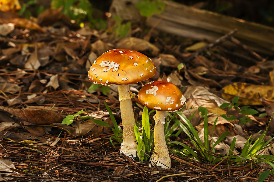 Fly Agaric Toadstools Photograph by Michael Whitaker