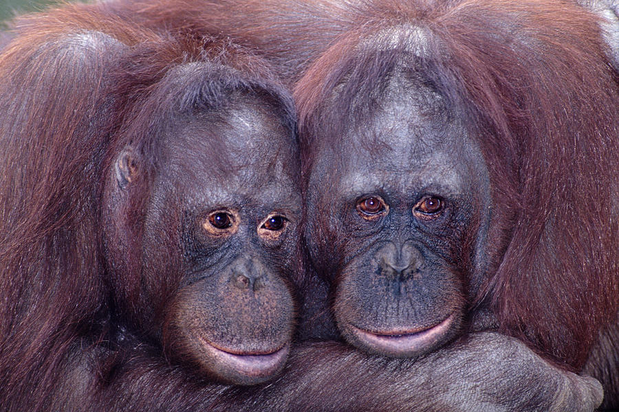 Wildlife Photograph - Pair Of Orangutans by Robert Jensen