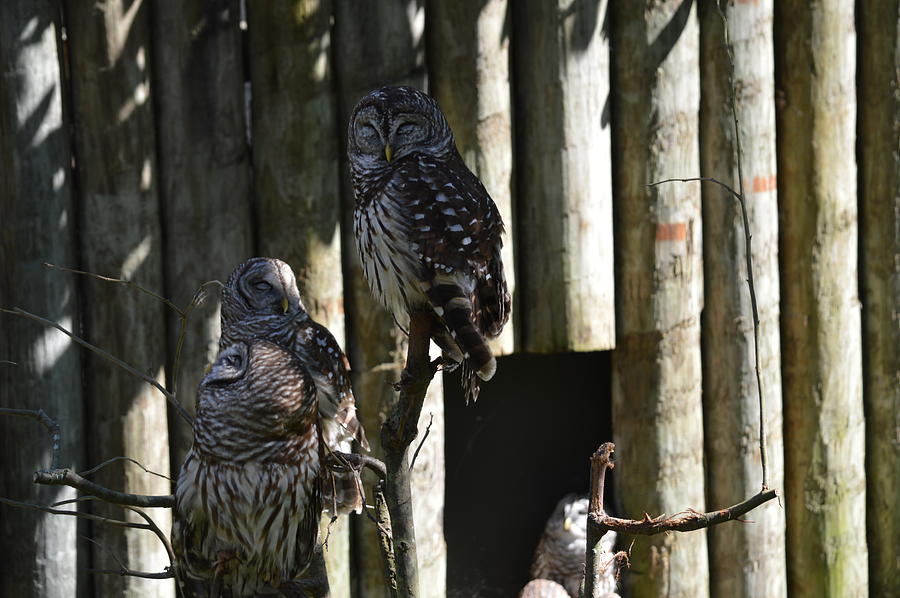 Pair Of Owls Photograph