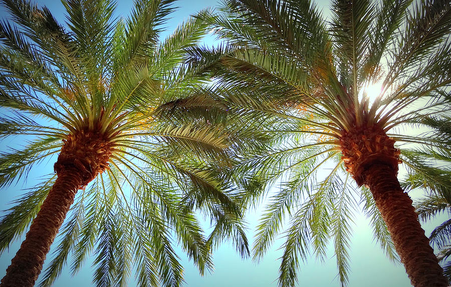 Pair of Palms Vegas style Photograph by Donna Spadola