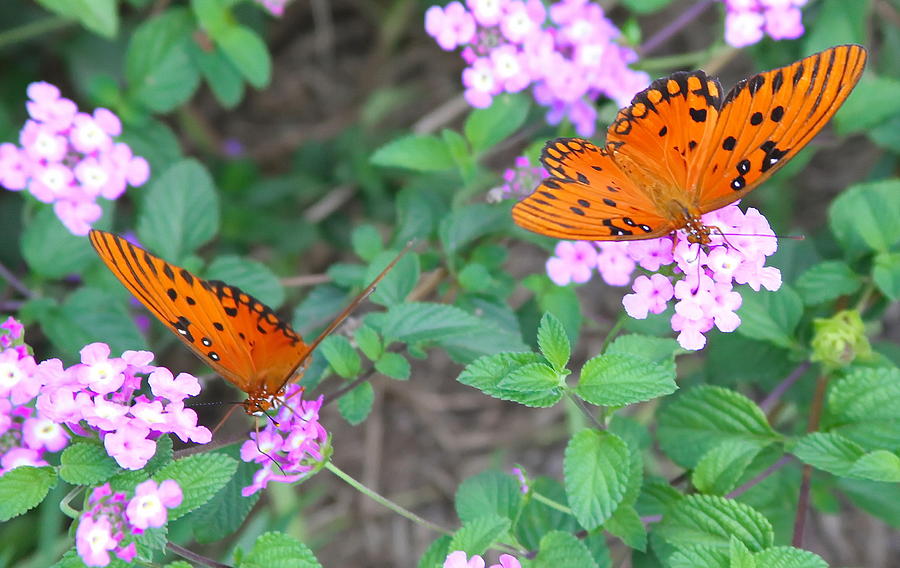 Butterfly Photograph - Pair of Passion Butterflies 2 by Cathy Lindsey