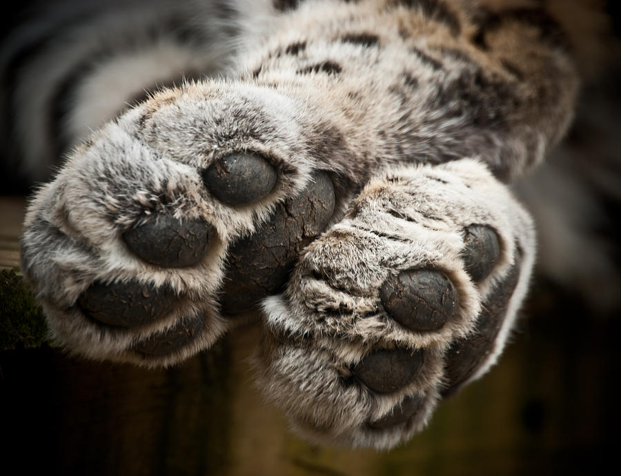 Pair of Paws Photograph by Chris Boulton