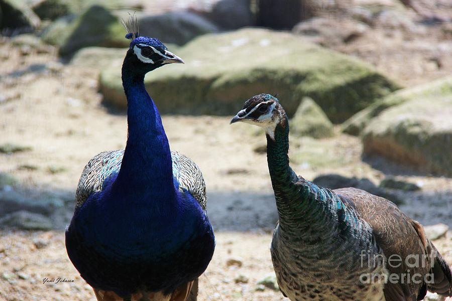 Pair of Peacock  Photograph by Yumi Johnson