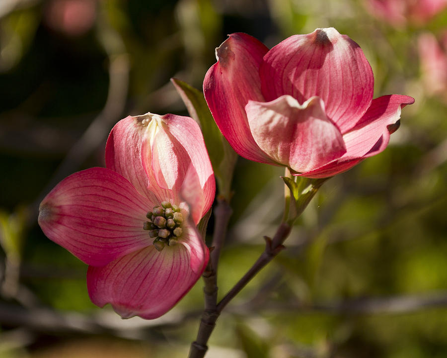 Flower Photograph - Pair of Pink Dogwood by Jatin Thakkar