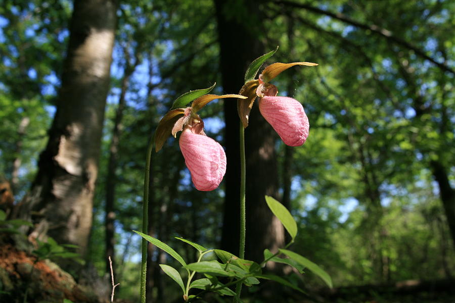 Flower Photograph - Pair of Pink Lady Slippers  by Neal Eslinger