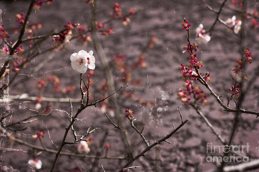 Pair of Plum Blossoms Against Dark Brown Wall Photograph by Beverly Claire Kaiya