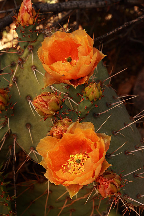 Pair of Prickly Pear Cactus Blooms in the Sandia Foothills Photograph by Alan Vance Ley