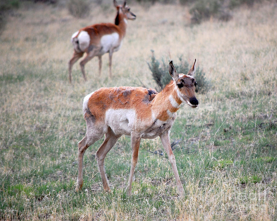 Pair of Pronghorn Antelope Photograph by Debra Thompson