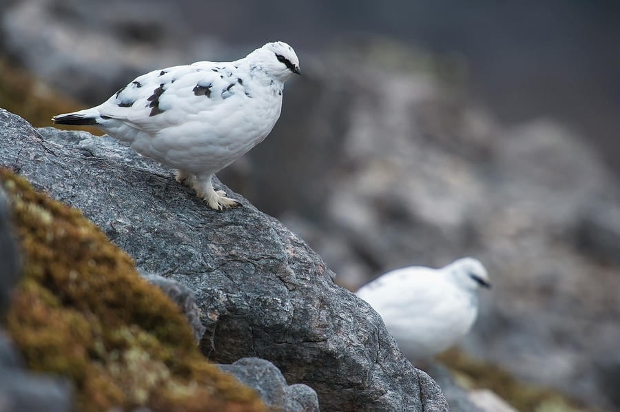 Pair Of Ptarmigans In White Winter Photograph by Ian Cumming / Design Pics