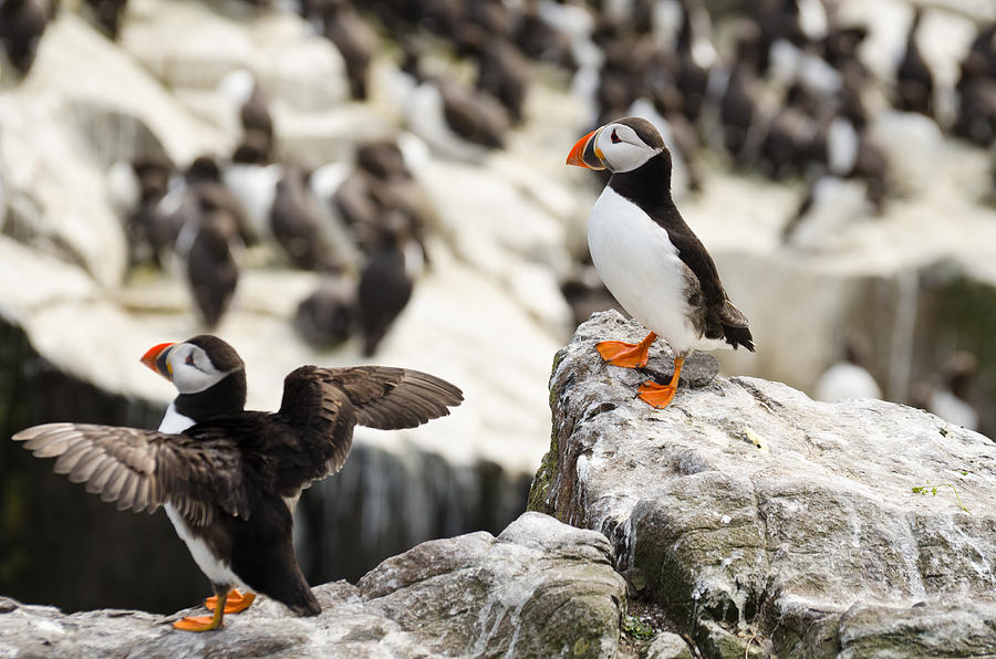 Pair Of Puffins Photograph