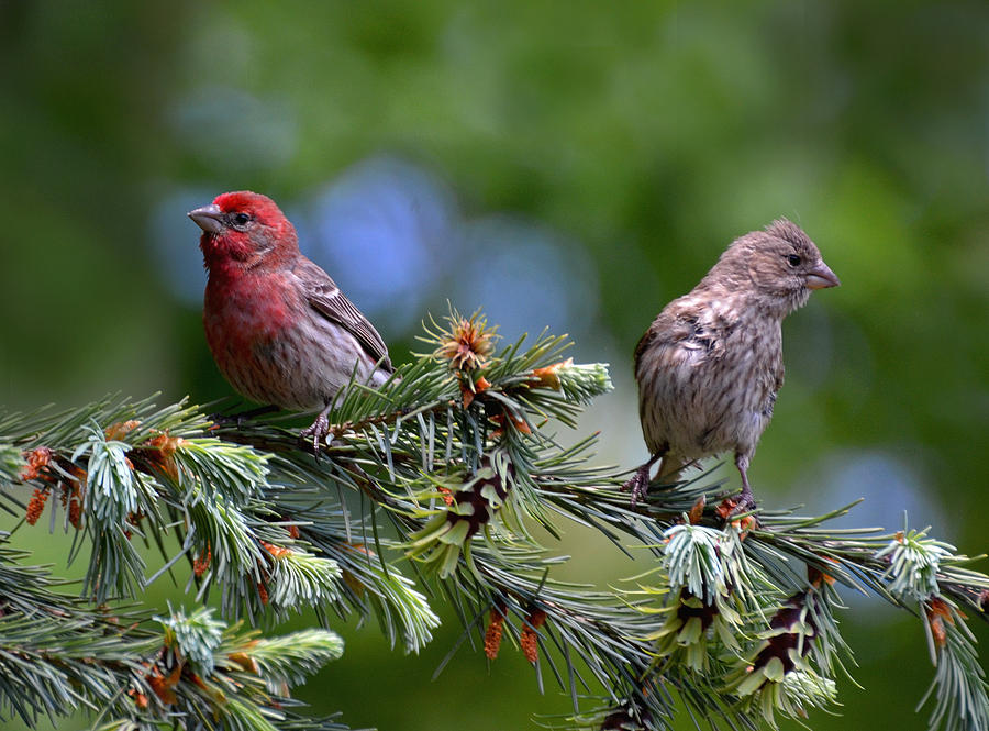 Pair of Purple Finches Photograph by Rodney Campbell