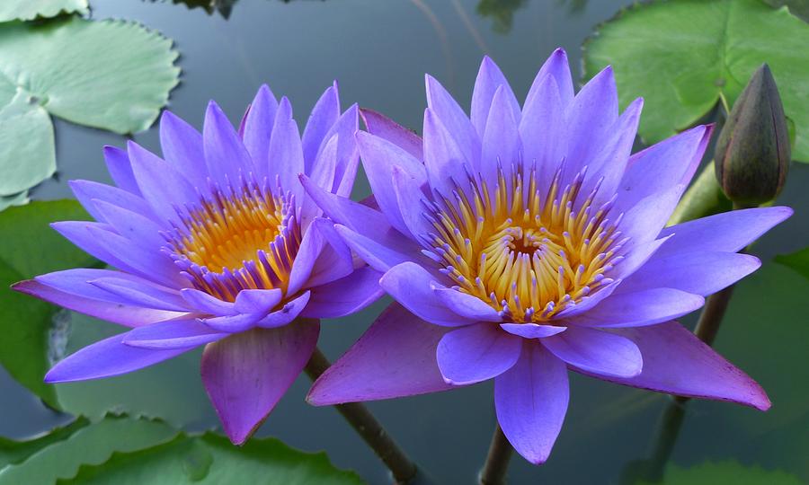 Pair of Purple Lilies 3x5 Photograph by Gregory Smith - Fine Art America